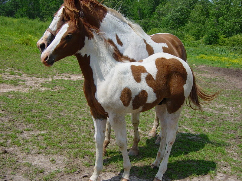 two brown and white horses in a field