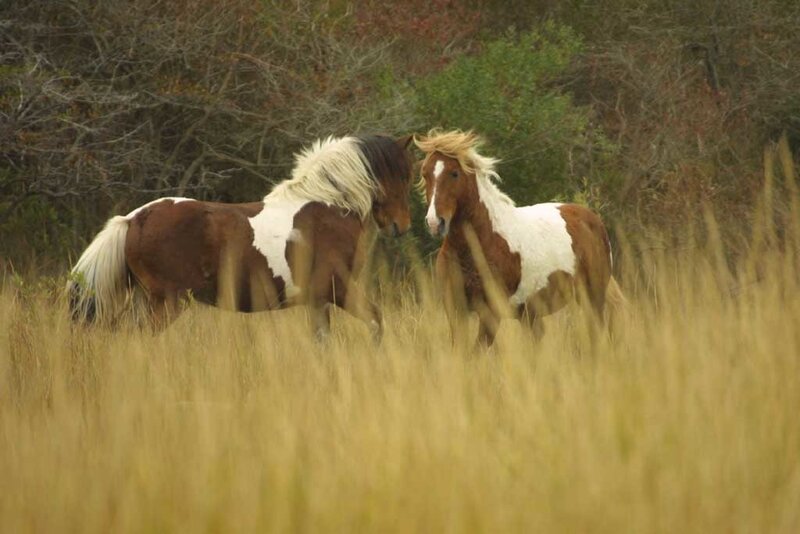 Two Brown and White Horses
