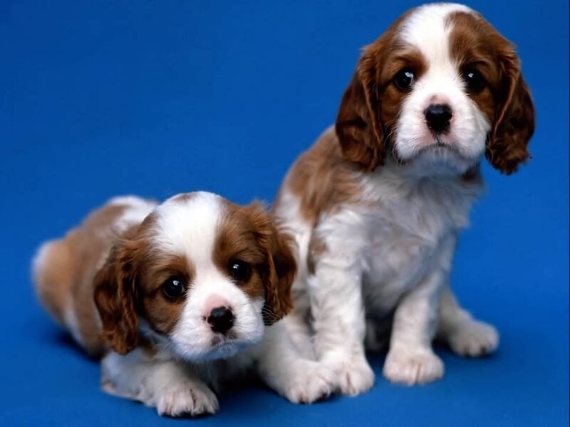 two brown and white puppies