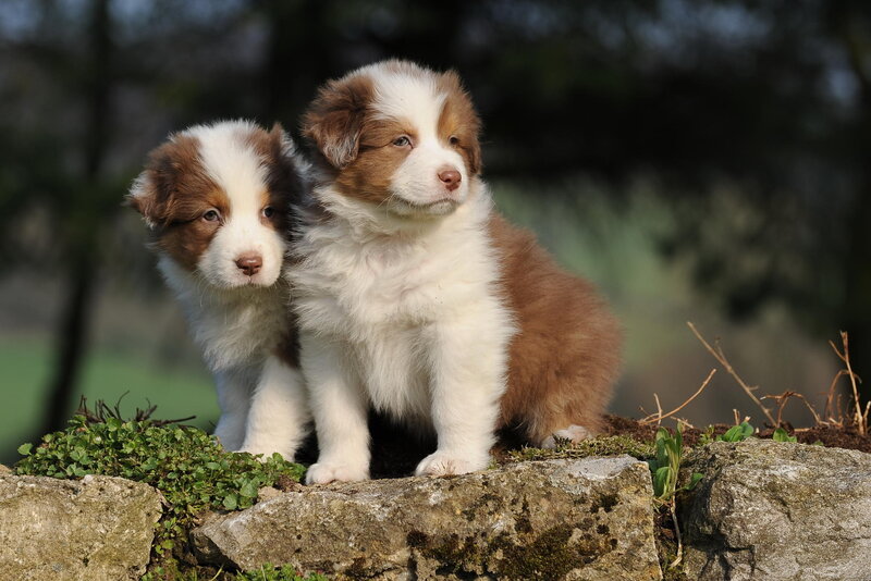 Two Brown and White Puppies — Calm, Afternoon
