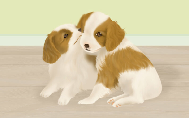 Two Brown and White Puppies — Calm