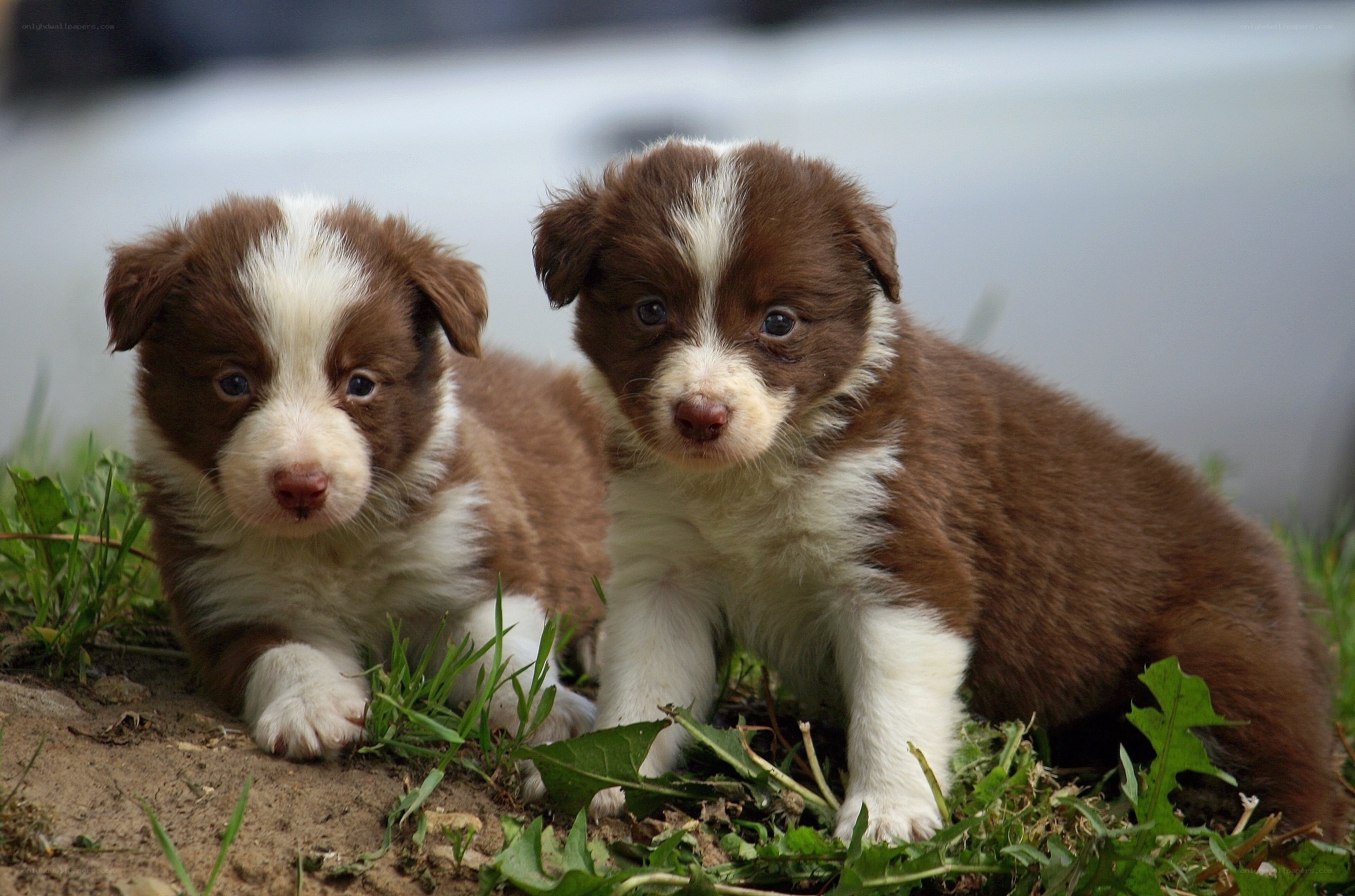 Two brown and white puppies