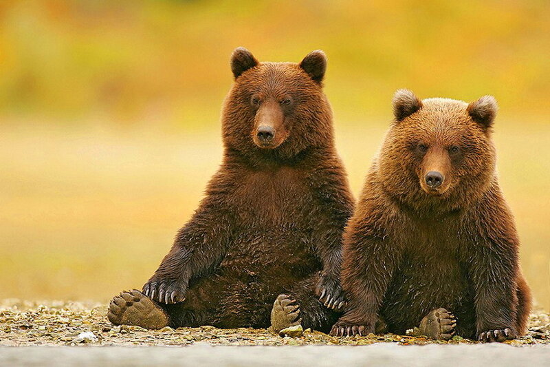 Two Brown Bear Cubs — Calm, Autumn