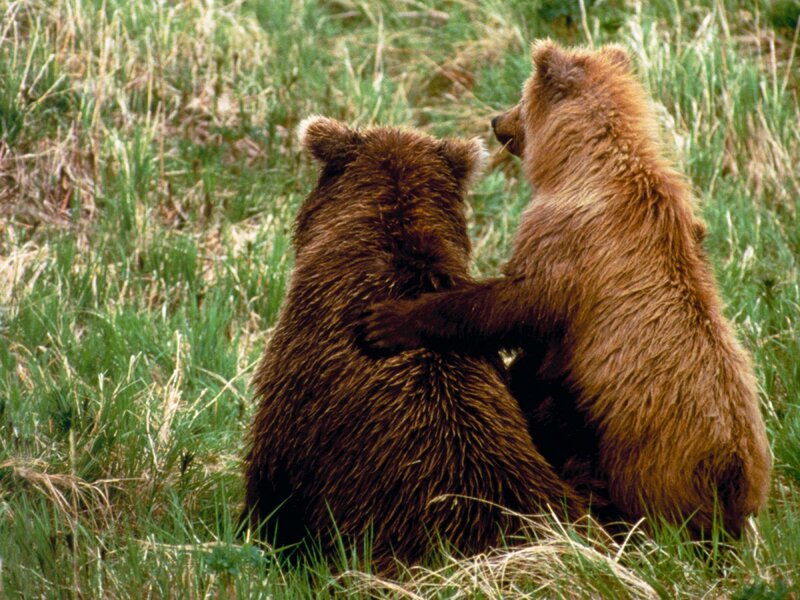 Two Brown Bear Cubs — Calm, Photograph, Grass