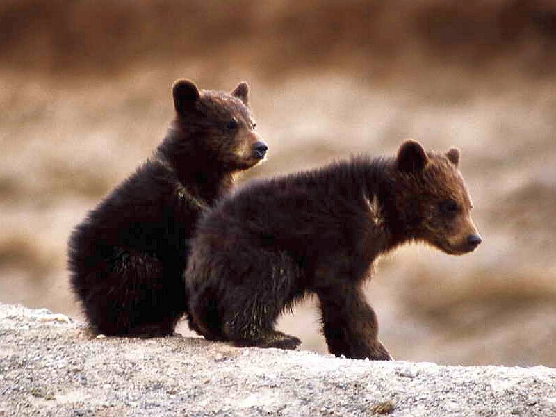 Two Brown Bear Cubs — Calm, Photograph, Rock