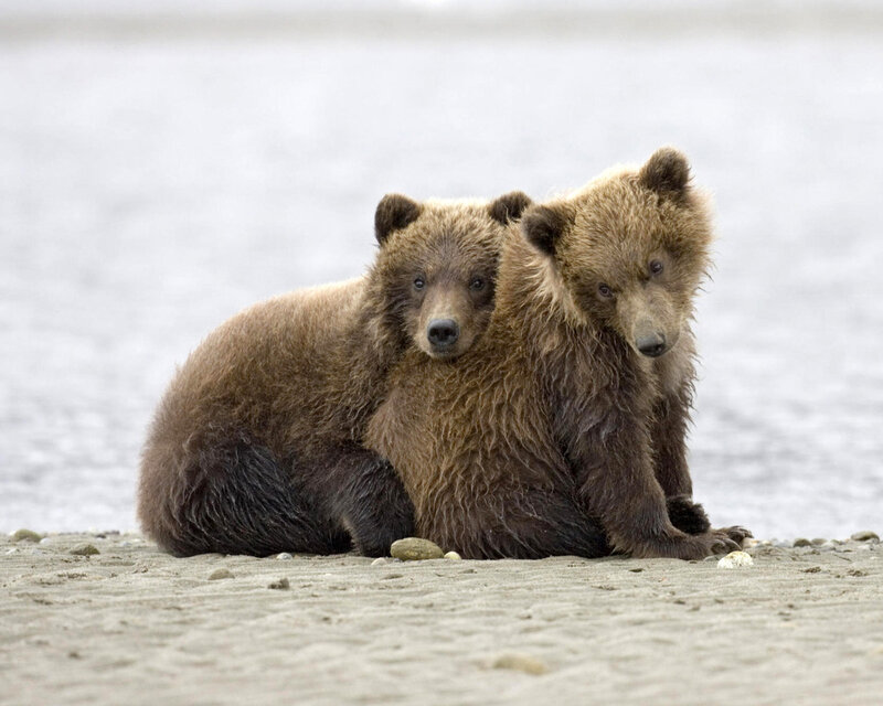 Two Brown Bear Cubs — Calm, Photograph, Sand, River