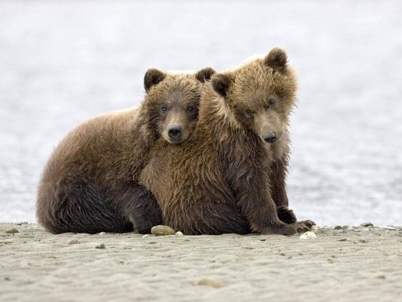 Two Brown Bear Cubs — Calm, Photograph, Sand
