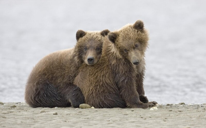 Two Brown Bear Cubs — Calm, Photograph, Sand, Water