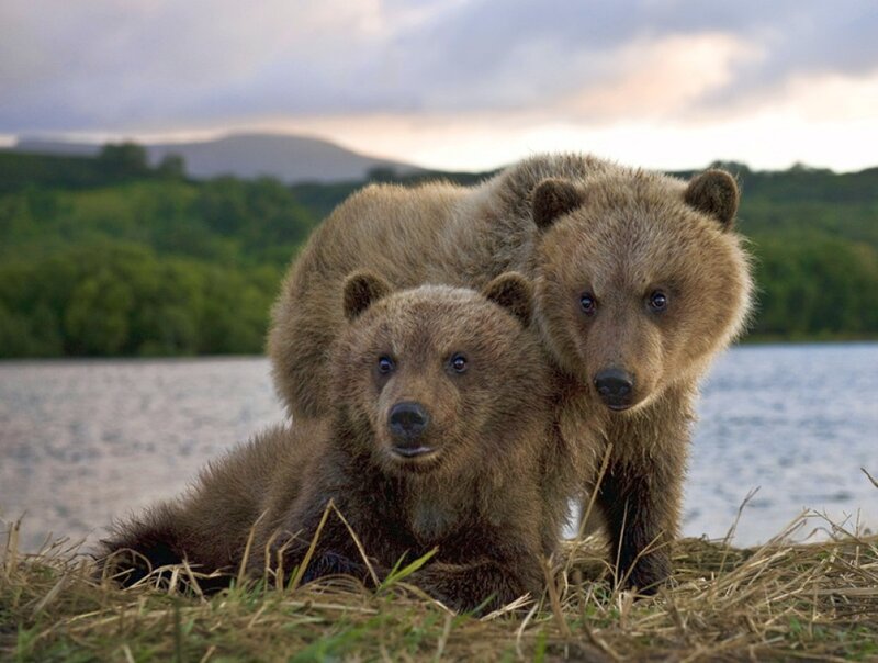Two Brown Bear Cubs — Calm