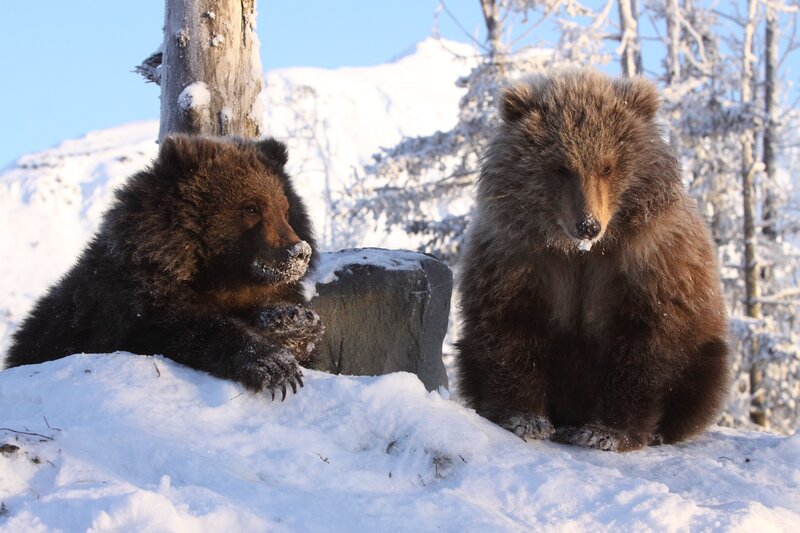 Two Brown Bear Cubs — Calm, Winter