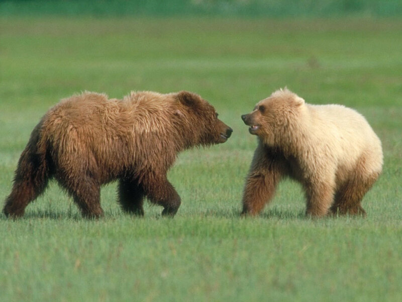 Two Brown Bear Cubs — Green, Natural