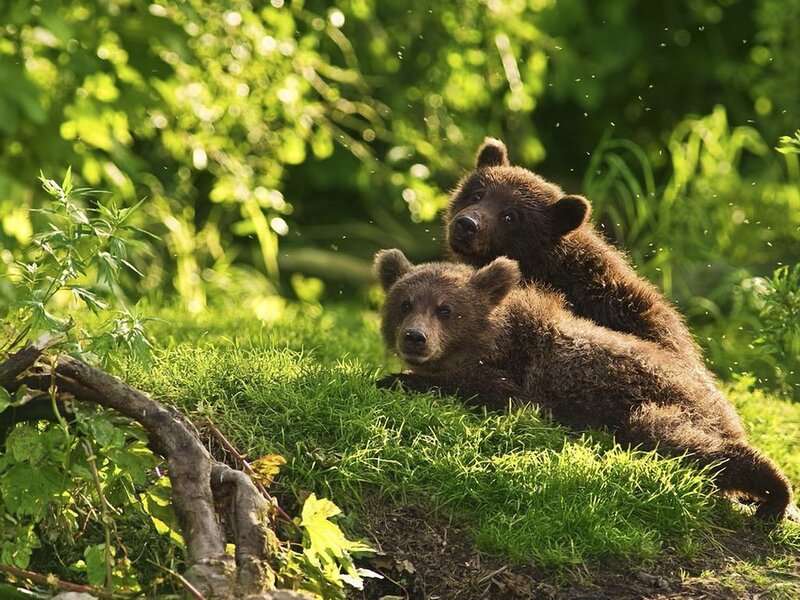 Two Brown Bear Cubs — Green, Peaceful