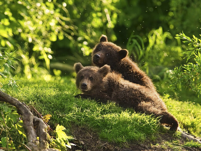 Two Brown Bear Cubs — Green, Serene