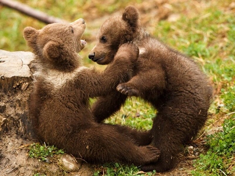 Two Brown Bear Cubs — Playful, Afternoon, Photograph
