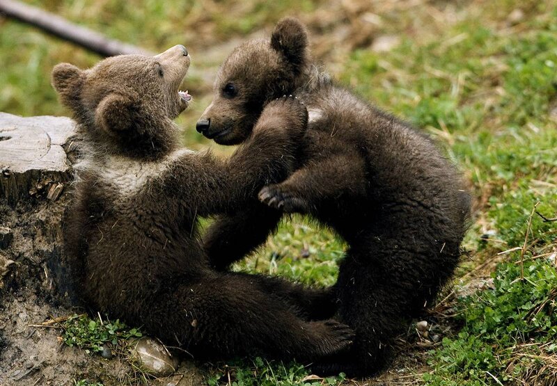 Two Brown Bear Cubs — Playful, Afternoon