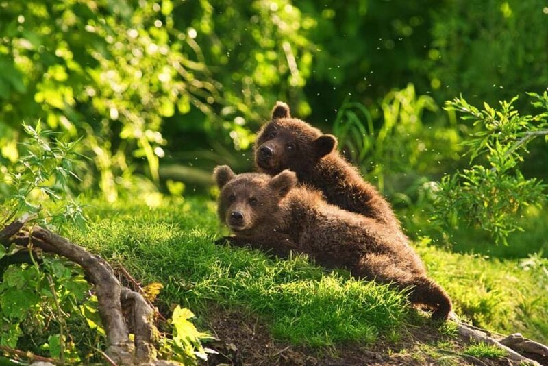 Two Brown Bear Cubs