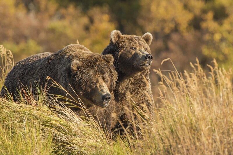 Two Brown Bears — Calm, Autumn