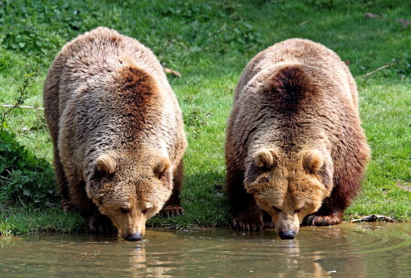 Two Brown Bears Drinking