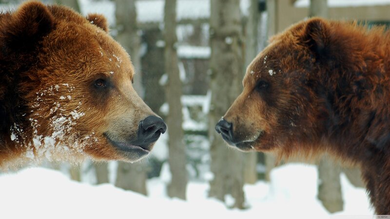 Two Brown Bears Facing — Calm