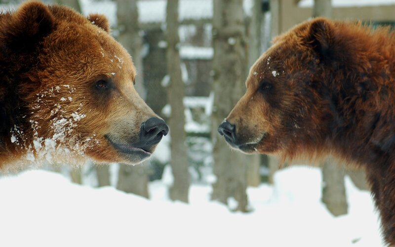 Two Brown Bears Facing — Calm, Winter