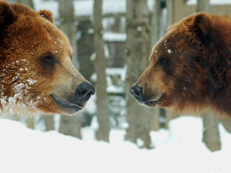 Two Brown Bears Facing