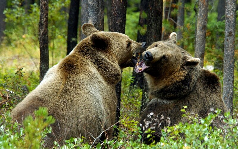 Two Brown Bears Fighting — Aggressive, Afternoon, Photograph, Forest