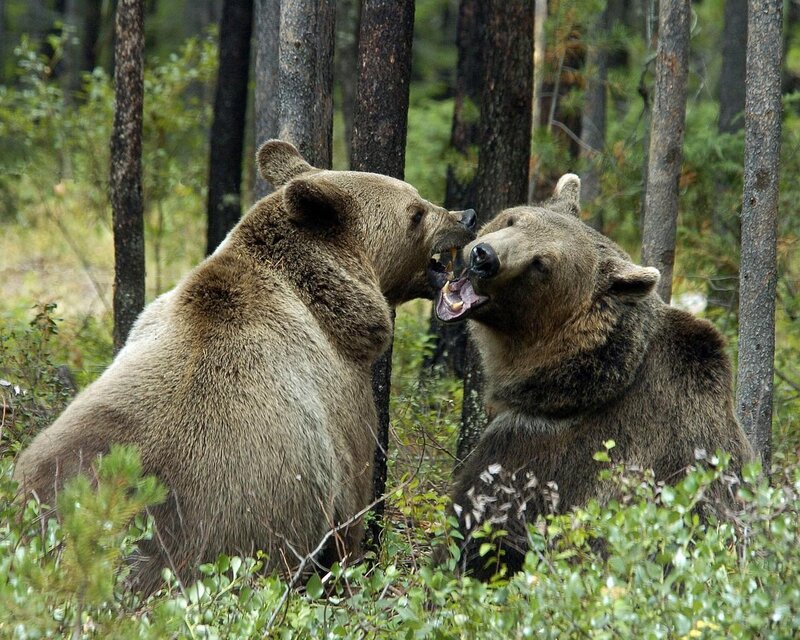 Two Brown Bears Fighting — Aggressive, Afternoon, Photograph, Forest, Trees
