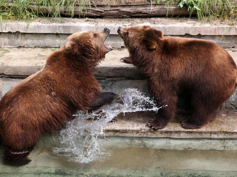 Two Brown Bears Fighting — Aggressive, Afternoon, Photograph, Water, Steps