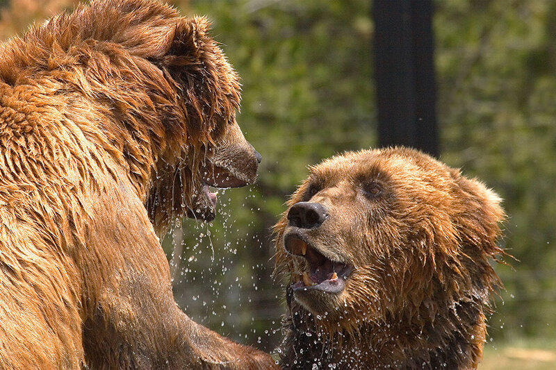 Two Brown Bears Fighting — Aggressive, Afternoon, Photograph, Water