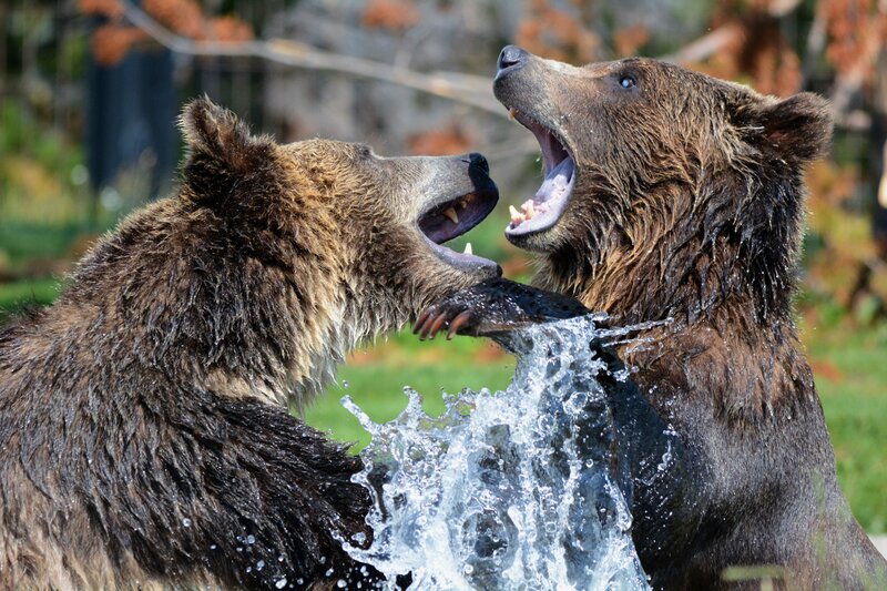 Two Brown Bears Fighting — Aggressive, Autumn