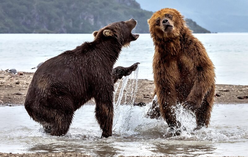 Two Brown Bears Fighting — Dramatic, Afternoon, Photograph