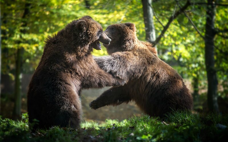 Two Brown Bears Fighting — Dramatic, Afternoon