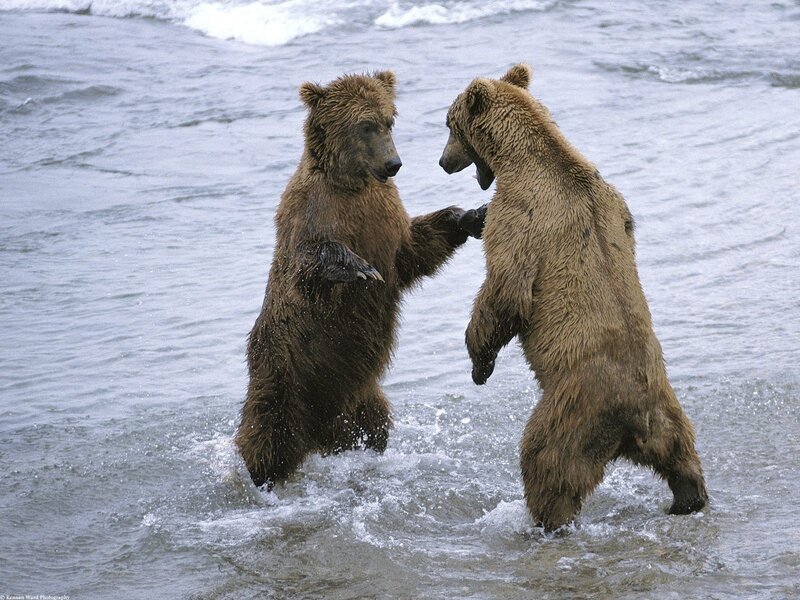 Two Brown Bears Fighting — Dramatic, Photograph, Water
