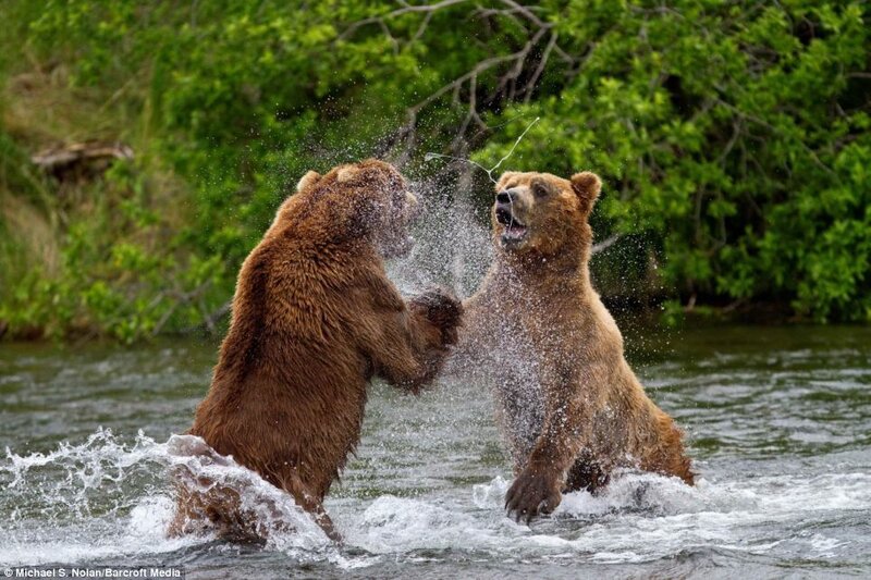 Two Brown Bears Fighting — Dramatic, Summer