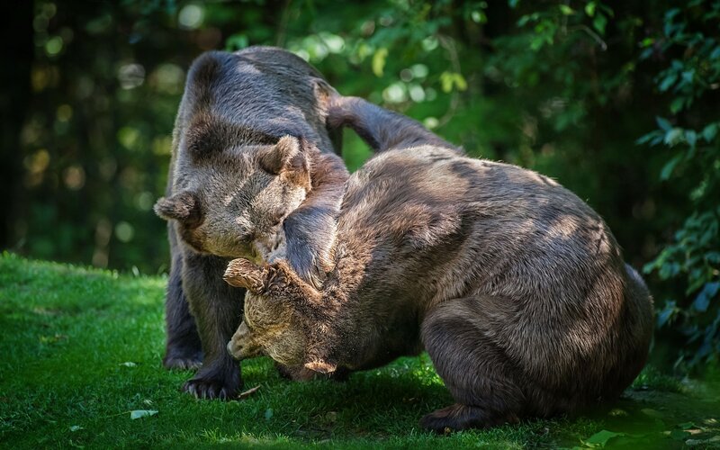Two Brown Bears Fighting — Green, Dramatic, Afternoon