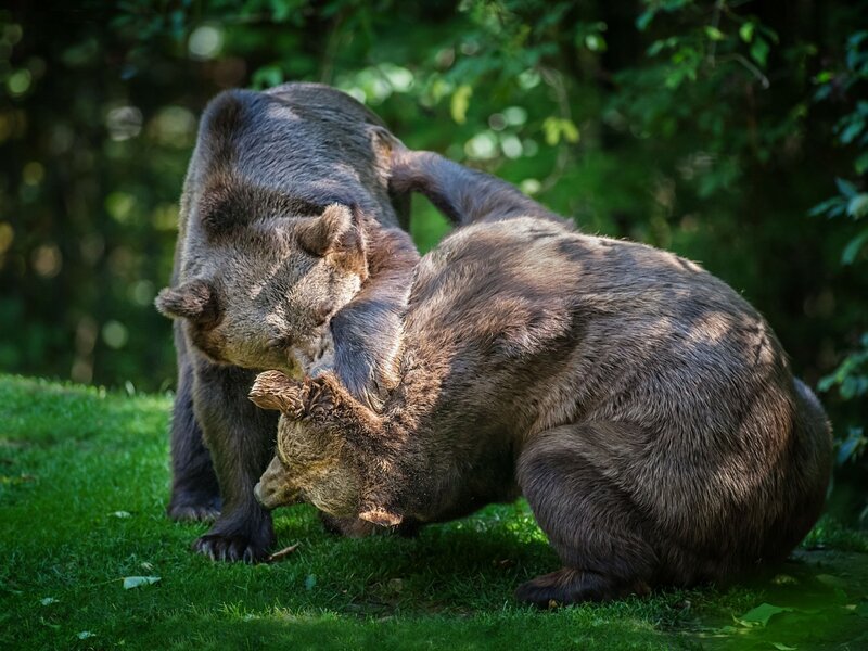 Two Brown Bears Fighting — Green