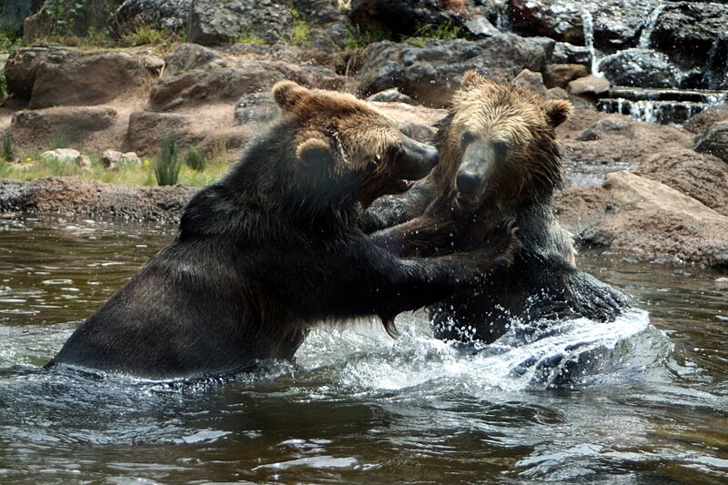 Two Brown Bears Fighting