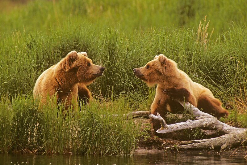 Two Brown Bears — Green, Natural, Afternoon