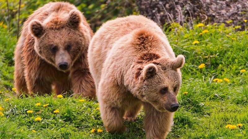 Two Brown Bears — Green, Natural, Spring