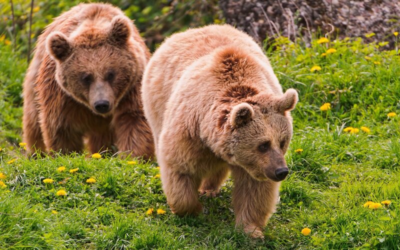 Two Brown Bears — Green, Natural