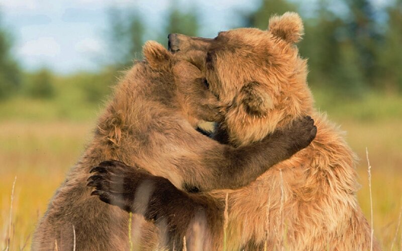 Two Brown Bears Hugging