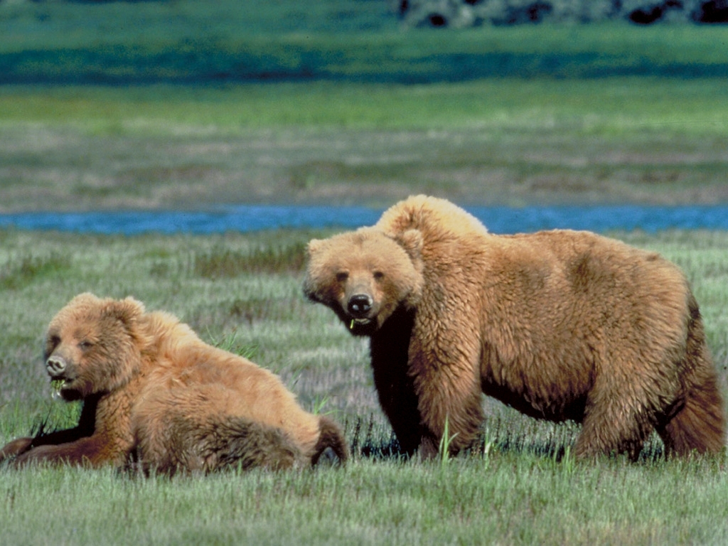 Two brown bears in a field