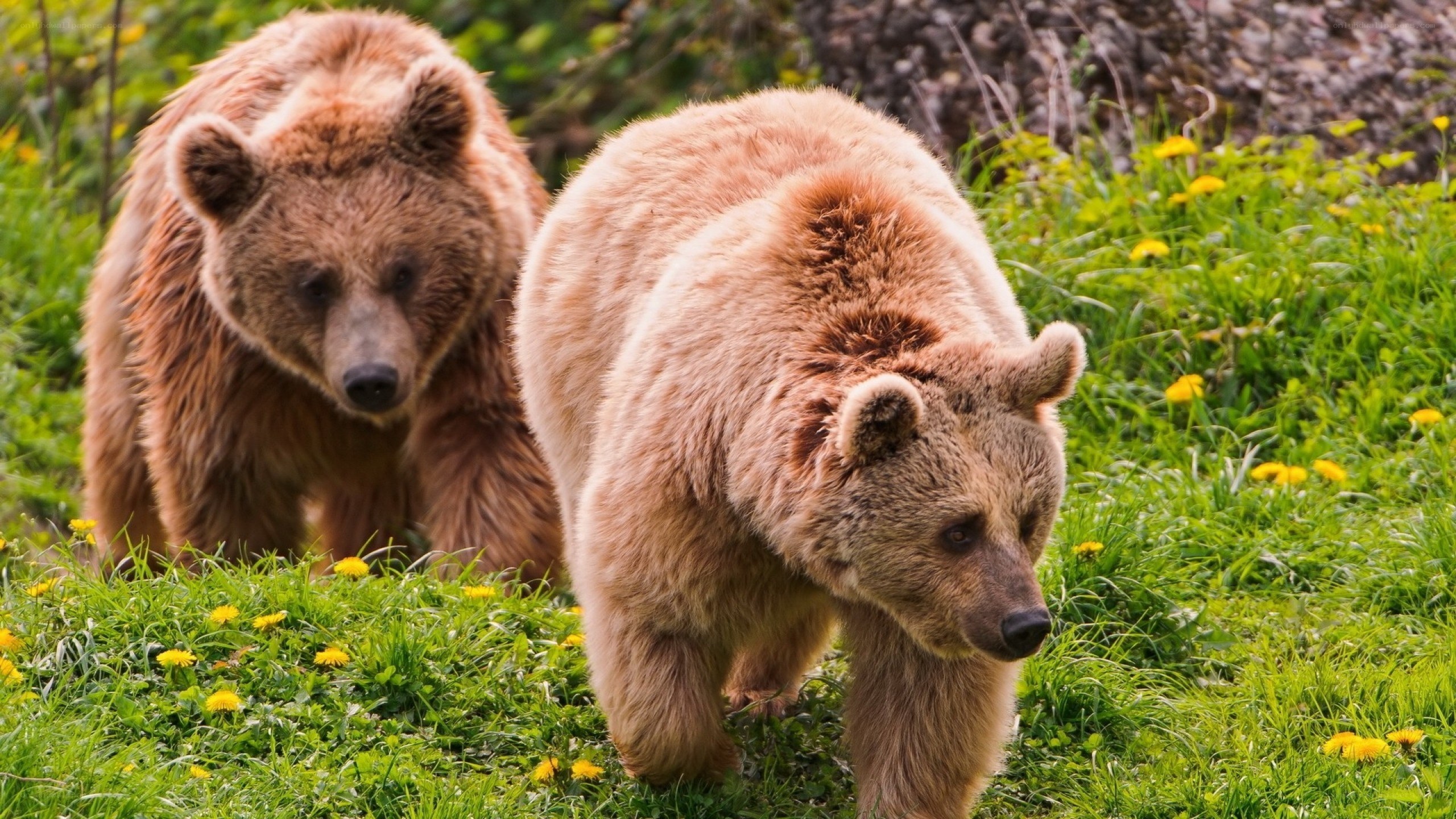 Two brown bears in a meadow