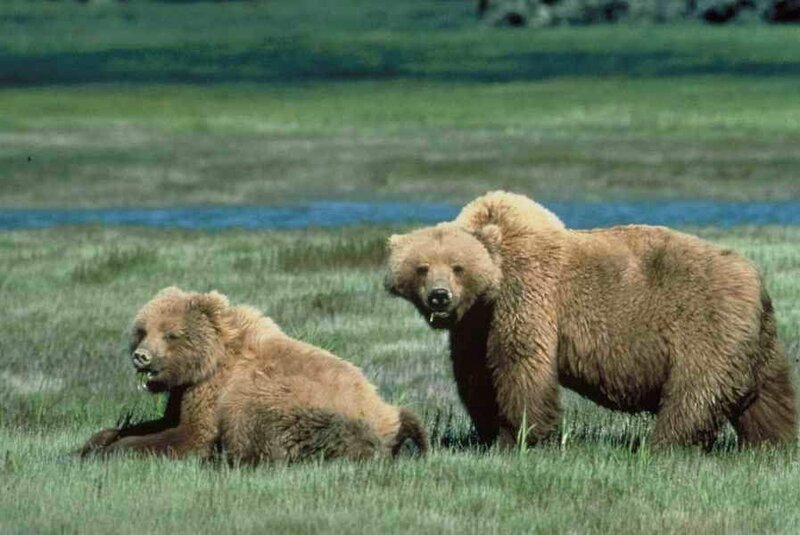 Two Brown Bears in Field