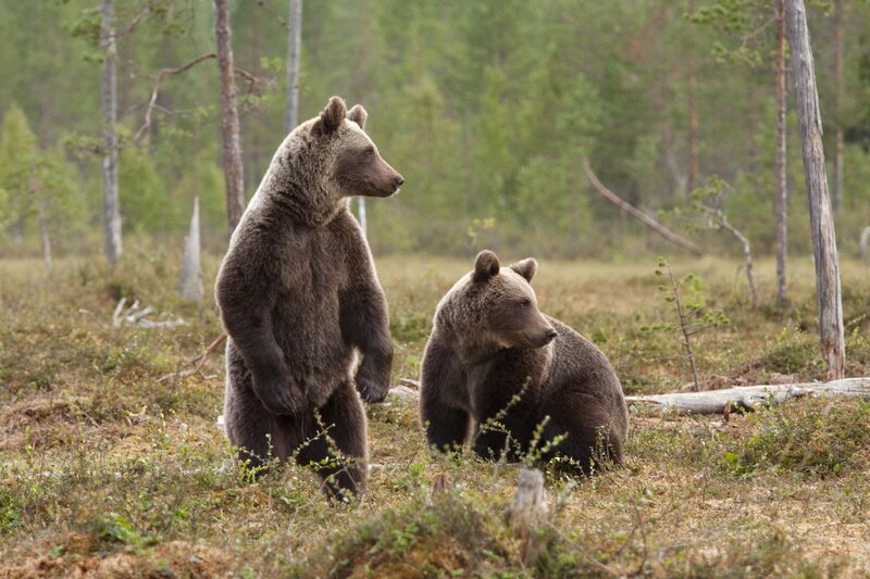 Two Brown Bears in Forest — Natural
