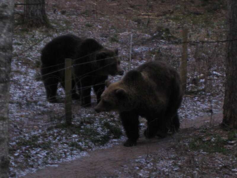 Two Brown Bears in Forest