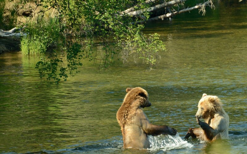 Two Brown Bears in River