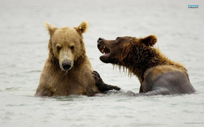 Two Brown Bears in Water — Aggressive