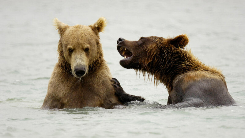 Two Brown Bears in Water — Dramatic
