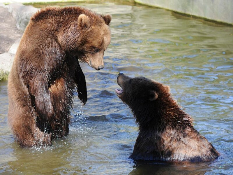 Two Brown Bears in Water — Playful